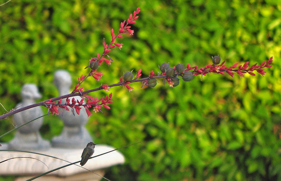 Hummingbird and the Red Yucca Photograph by Jay Milo
