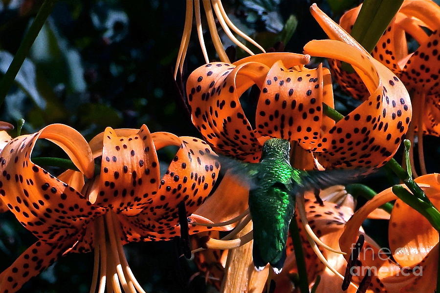Hummingbird and Tiger Lily Photograph by Byron Varvarigos
