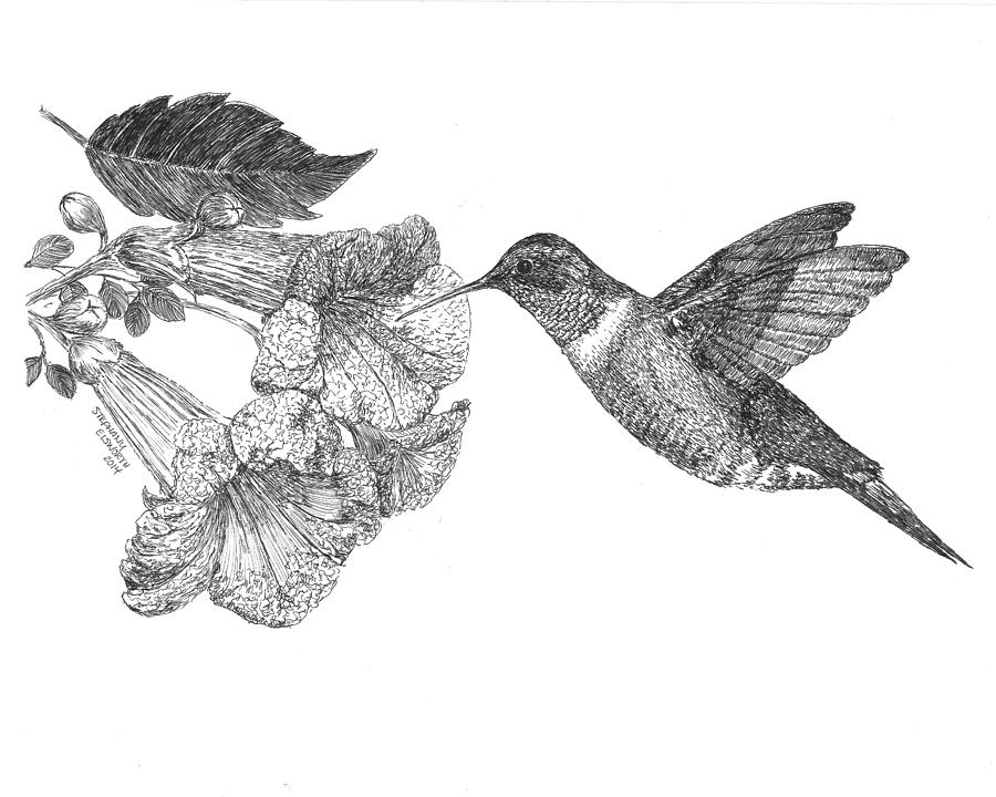 Hummingbird And Trumpet Creeper Drawing by Stephany Elsworth