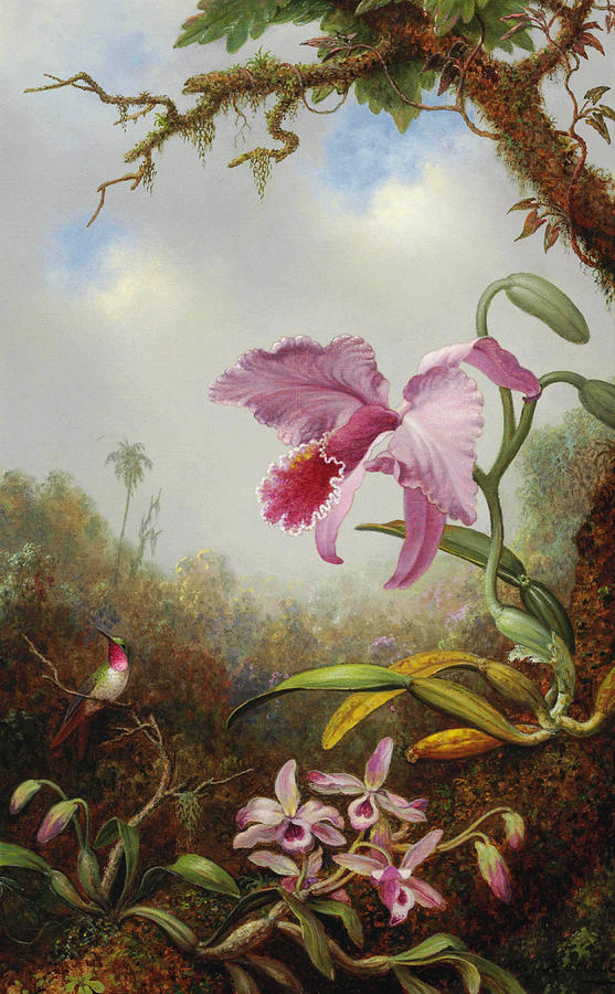 Martin Johnson Heade Painting - Hummingbird and Two Types of Orchids by Martin Johnson Heade 