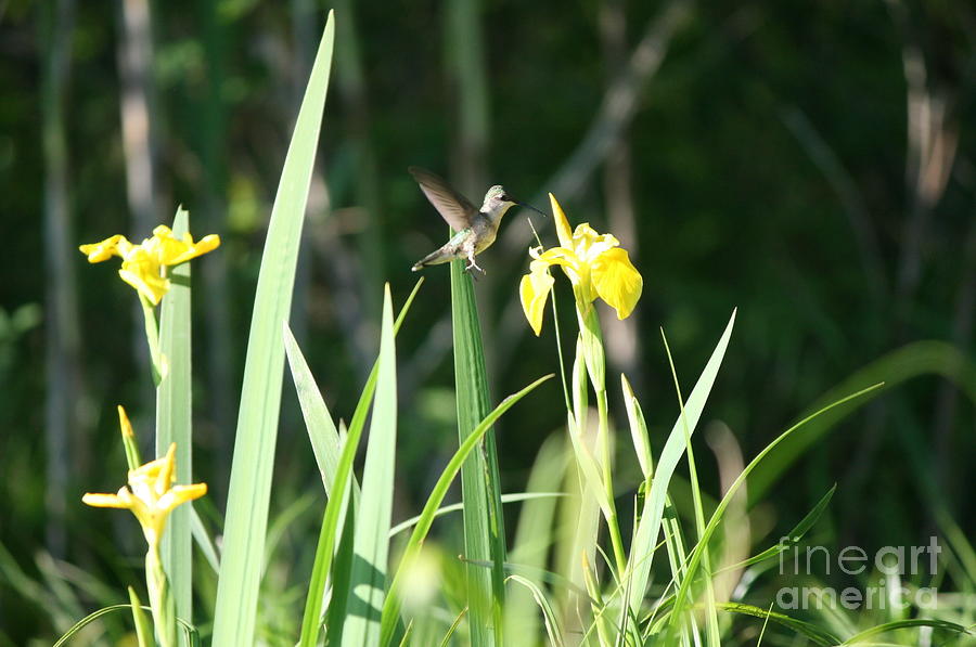 Hummingbird and Yellow Flower at Roseland Lake Photograph by Neal Eslinger