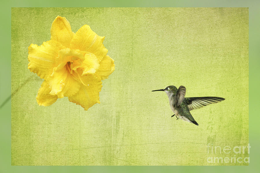 Hummingbird and yellow flower Photograph by Dan Friend