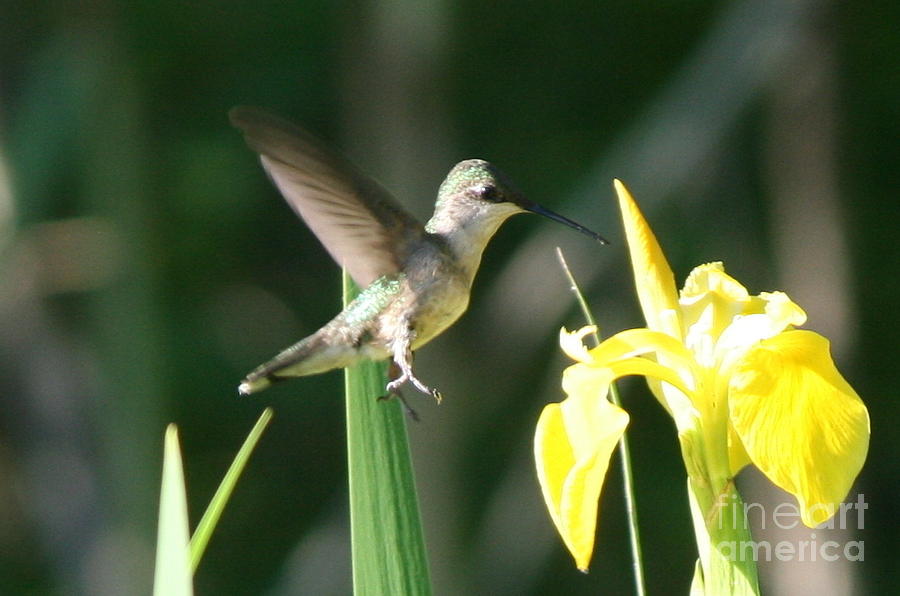 Hummingbird and Yellow Flower  Photograph by Neal Eslinger