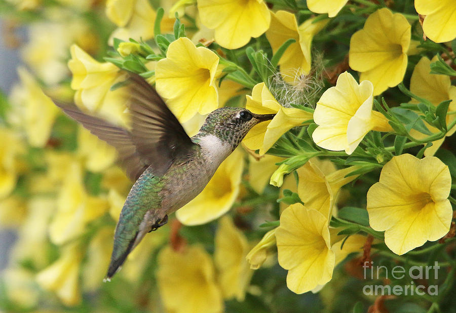 Hummingbird and Yellow Petunia 2924 Photograph by Jack Schultz