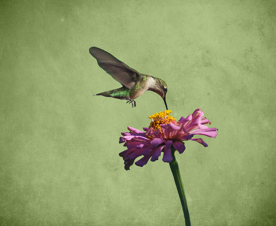 Hummingbird and Zinnia Photograph by Sandy Keeton