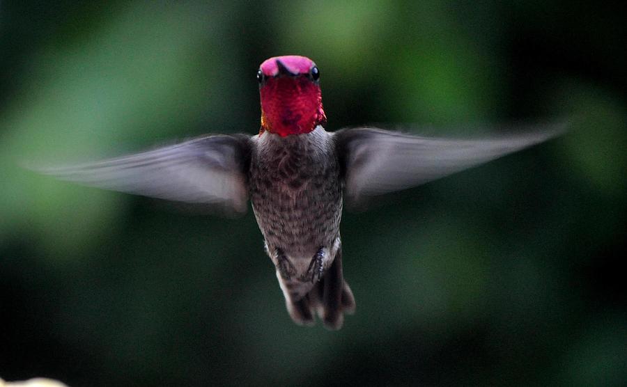 Hummingbird Annas In Flight Photograph by Jay Milo