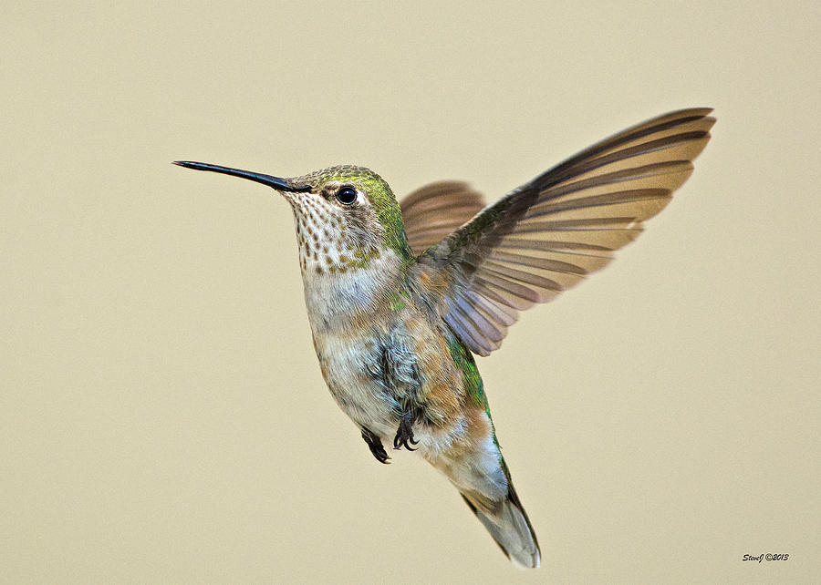 Hummingbird Approaching a Feeder Photograph by Stephen Johnson