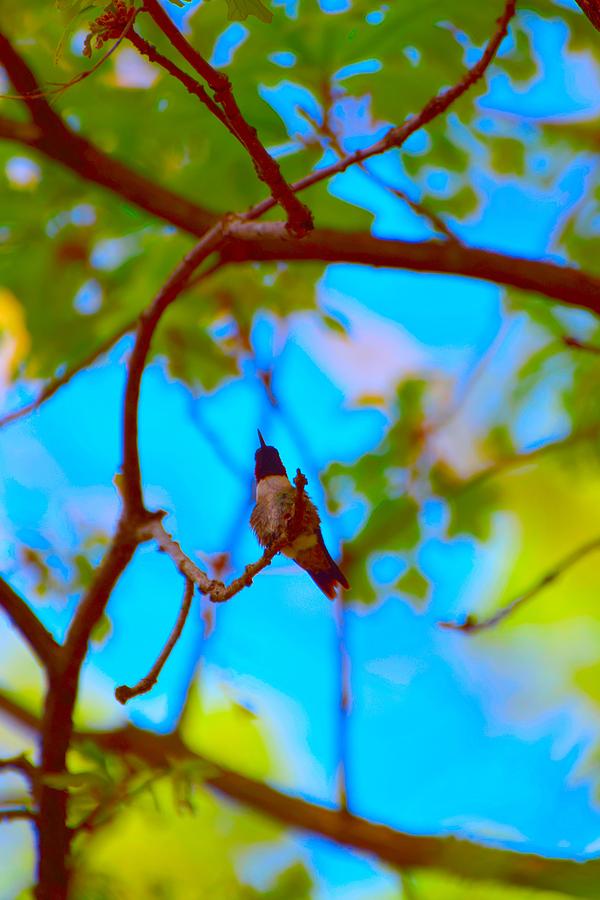 Hummingbird Art 124 Photograph