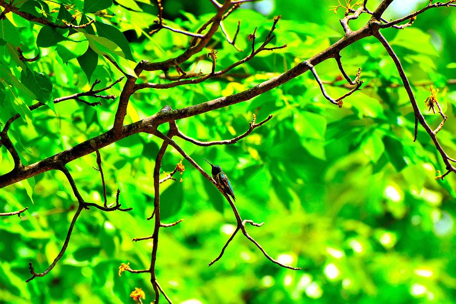 Hummingbird Art 348 Photograph