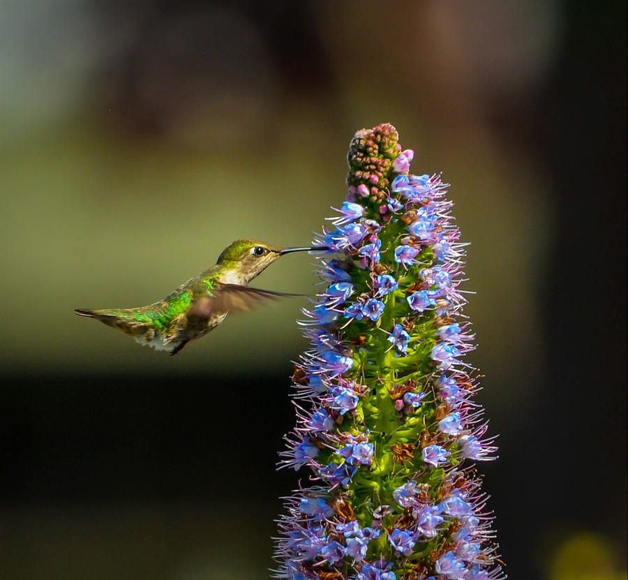 Hummingbird Photograph by Asif Islam