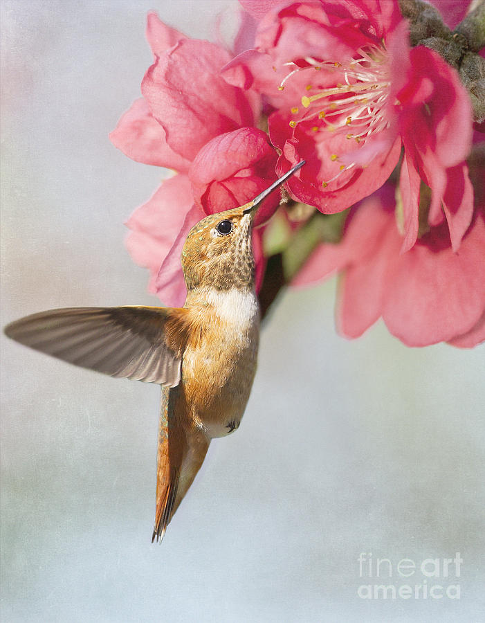 Hummingbird at Cherry Blossom Photograph by Susan Gary
