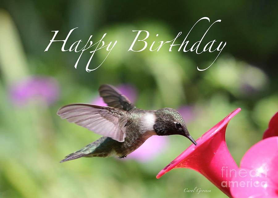 Hummingbird at Feeder Birthday Card Photograph by Carol Groenen