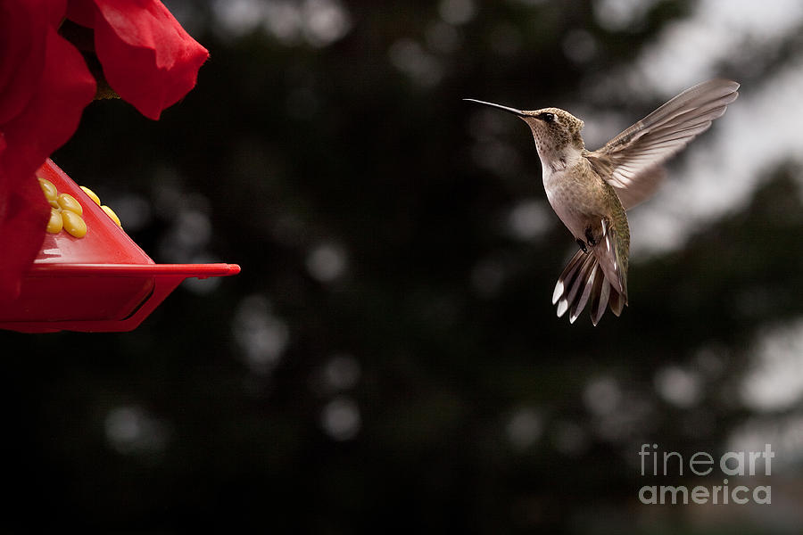 Hummingbird at Feeder Photograph by Cindy Singleton