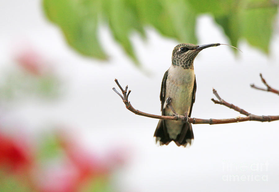 Hummingbird at Rest 2928 Photograph by Jack Schultz