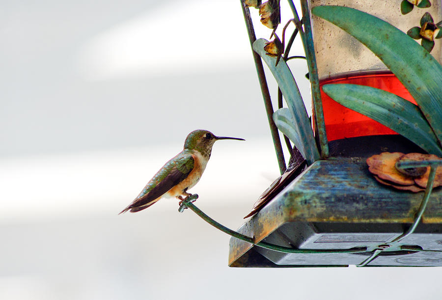 Hummingbird At Rest Photograph by Adria Trail