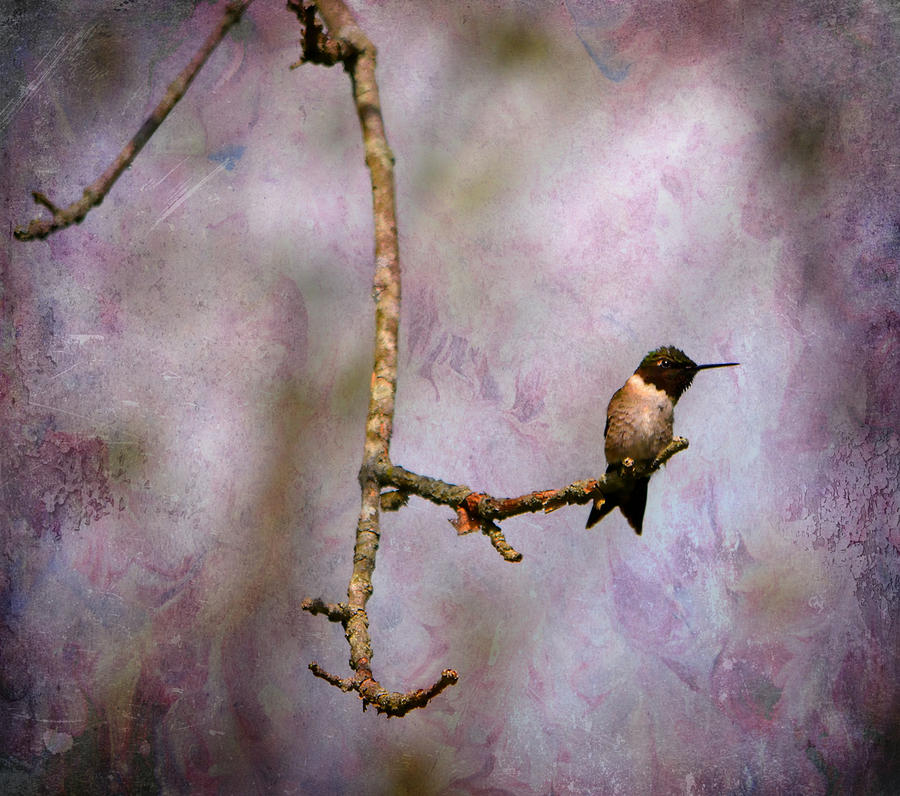 Hummingbird At Rest Photograph by Deena Stoddard