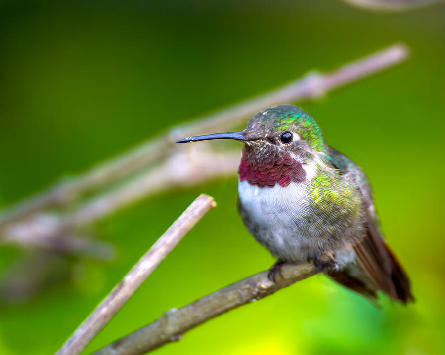 Hummingbird At Sunset Photograph by Mark Andrew Thomas