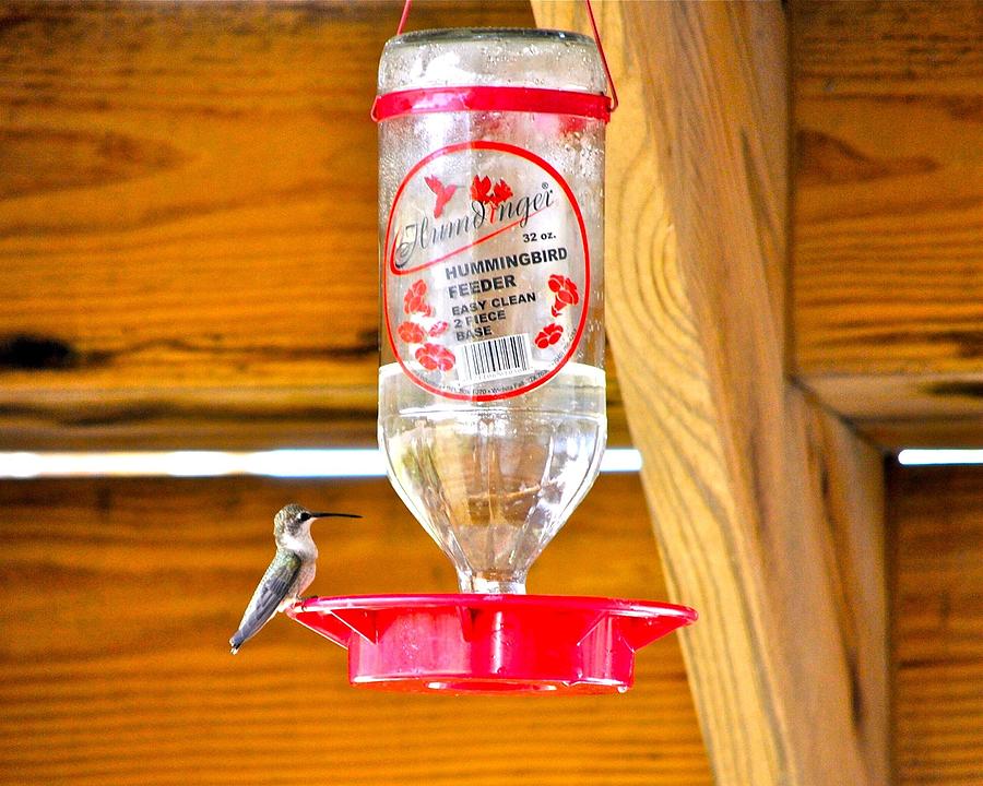 Hummingbird at the Feeder Photograph by Kristina Deane