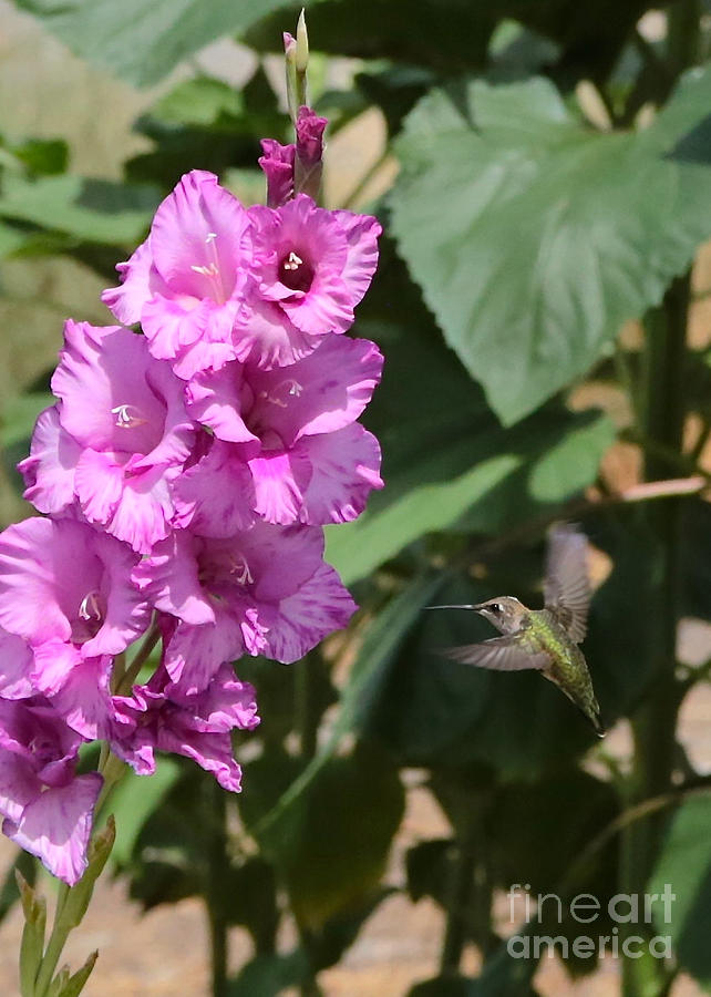 Hummingbird at the Gladiolus Photograph by Carol Groenen
