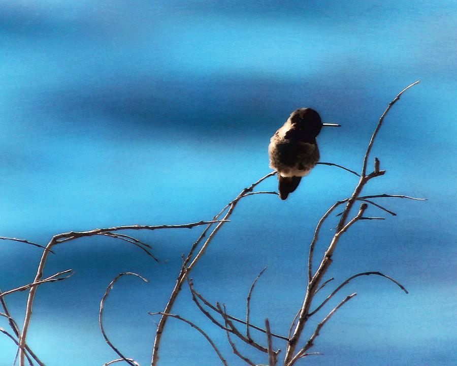 Hummingbird at Waters Edge Photograph by Timothy Bulone