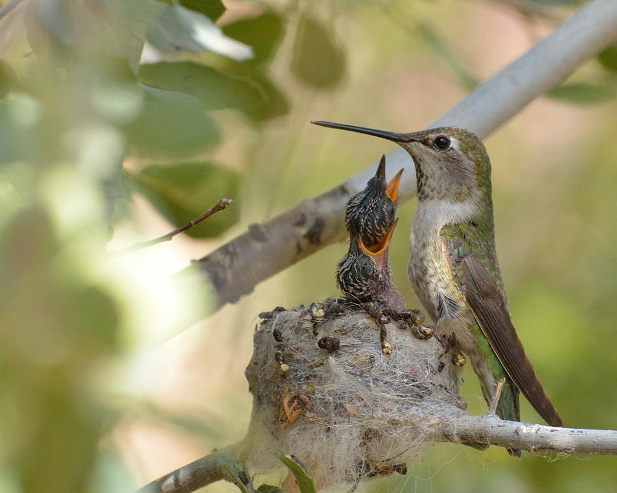 Bird Photograph - Hummingbird babies by Old Pueblo Photography