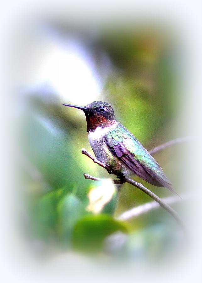 Hummingbird - Beautiful Photograph by Travis Truelove