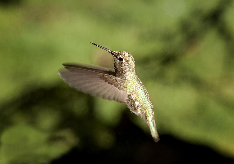 Hummingbird Photograph by Betty Depee