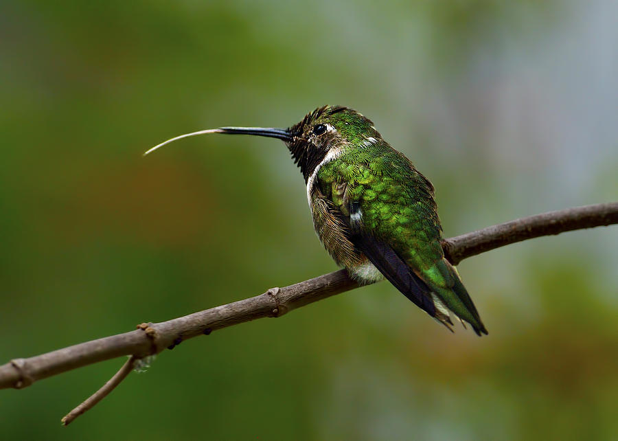 Hummingbird Photograph by Bill Dodsworth