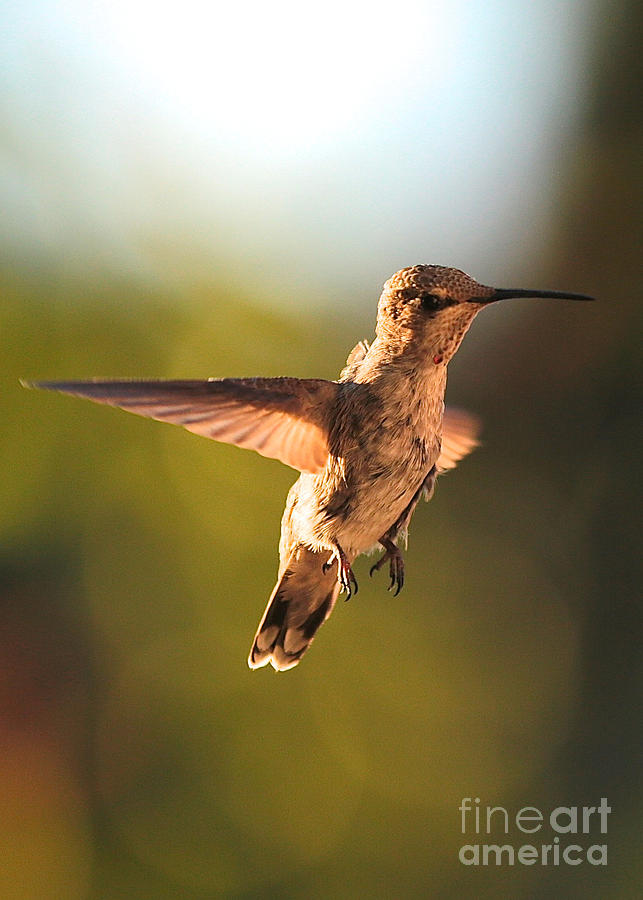 Hummingbird Bokeh Photograph by Carol Groenen