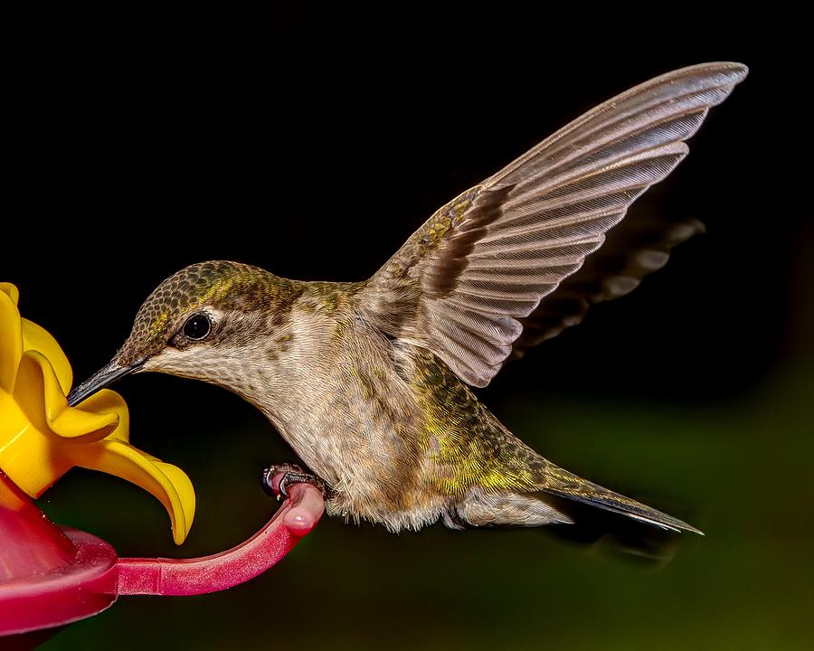 Ruby Throated Hummingbird Photograph by Brian Caldwell