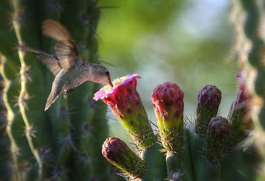 Hummingbird Photograph - Hummingbird Breakfast Southwest Style  by Saija Lehtonen