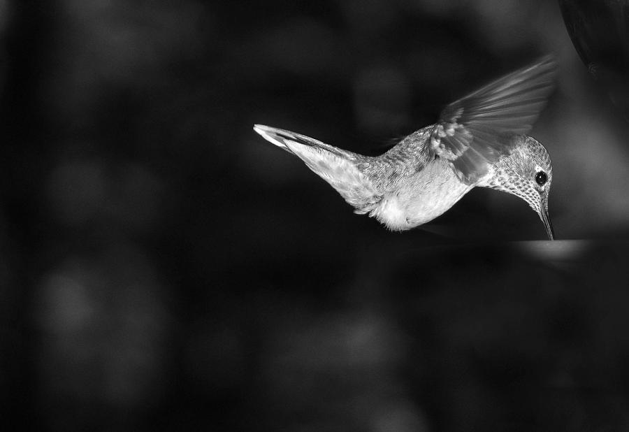 Hummingbird BW Photograph by Ron White