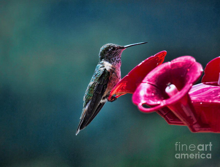 Hummingbird Cafe Photograph by Brenda Kean
