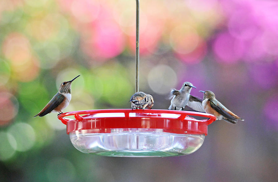 Bird Photograph - Hummingbird Cafe by Lynn Bauer