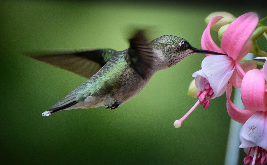 Hummingbird Carbs Photograph by Amy Porter