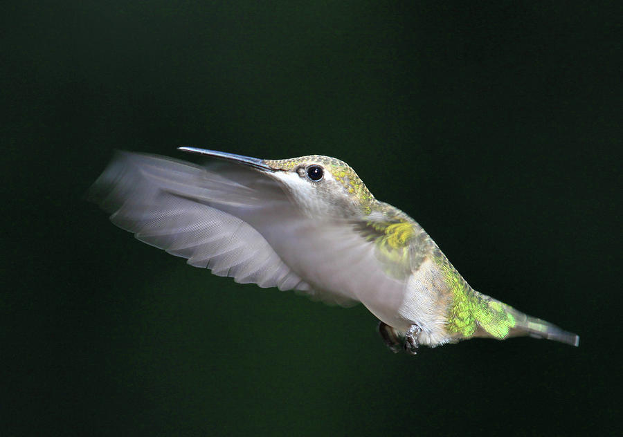 Hummingbird Caught In Mid Air Photograph by Photos By Michael Crowley