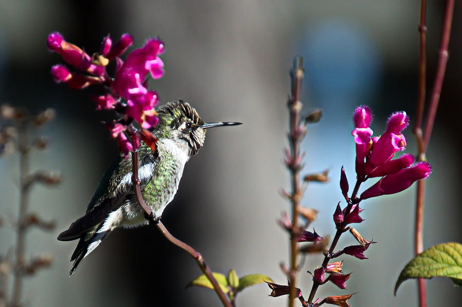 Hummingbird Photograph by Christina Ochsner