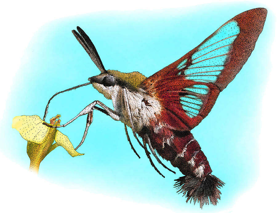 Hummingbird Clearwing, Illustration Photograph by Roger Hall