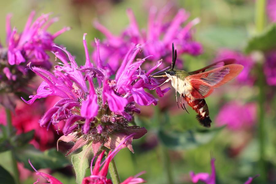 Hummingbird Clearwing Moth Photograph by Lucinda VanVleck