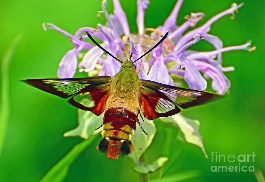 Hummingbird Clearwing Moth Photograph by Rodney Campbell