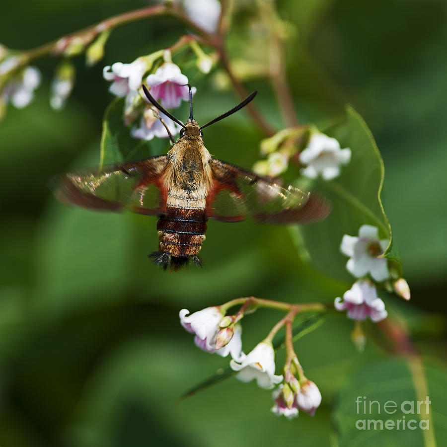 Hummingbird Clearwing... Photograph by Nina Stavlund