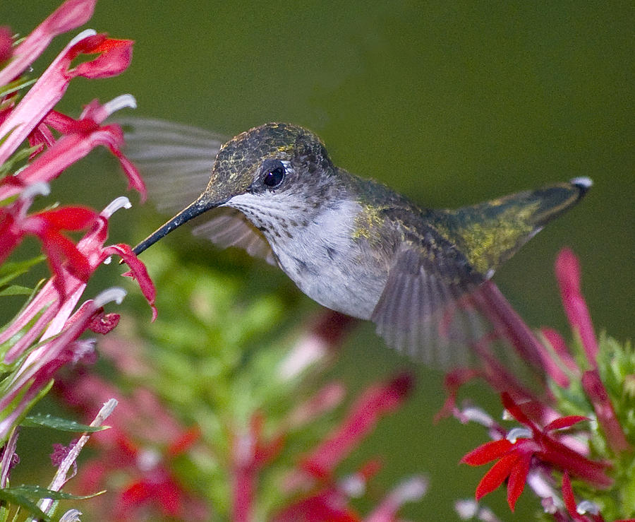 Hummingbird Photograph - Hummingbird close-up by Lowell Monke