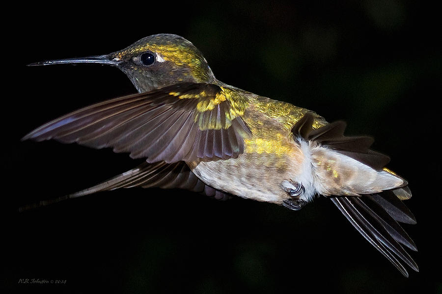 Hummingbird Close Up Photograph by WB Johnston