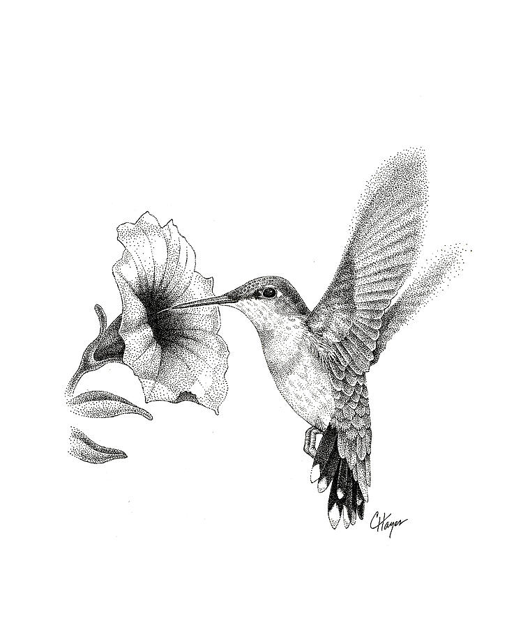 Drawing Hummingbird Picture