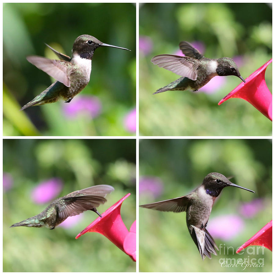 Hummingbird Collage Photograph by Carol Groenen