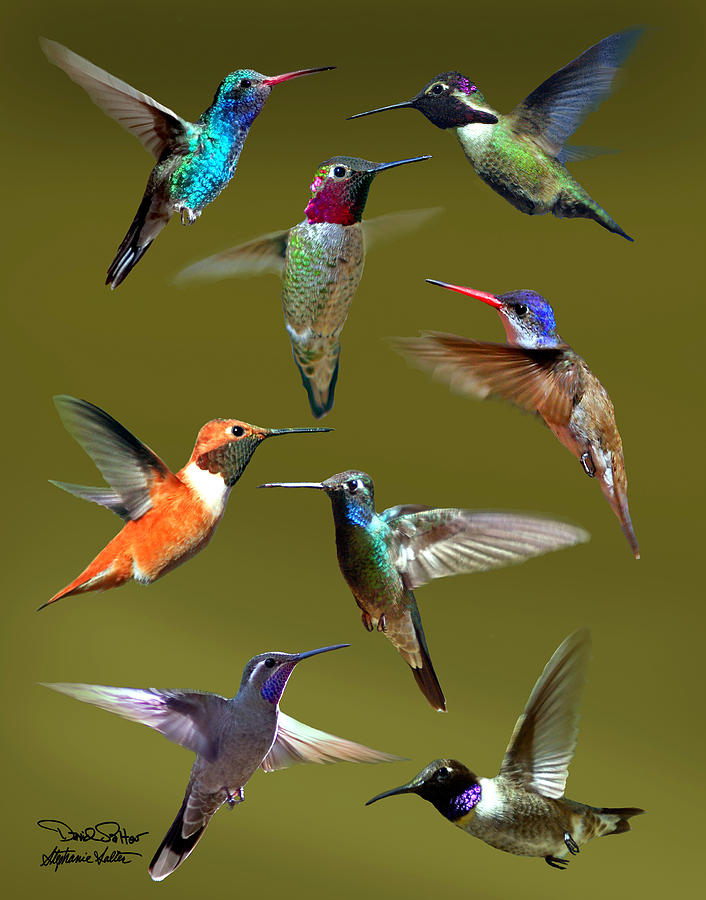 Hummingbird Collage Photograph by David Salter