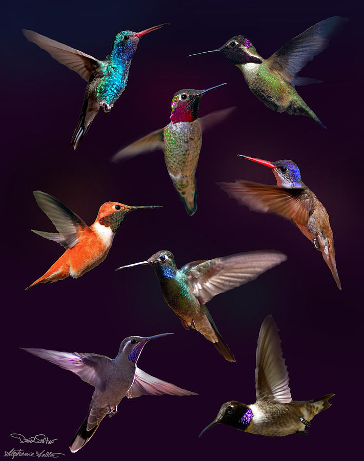 Hummingbird Collage2 Photograph by David Salter