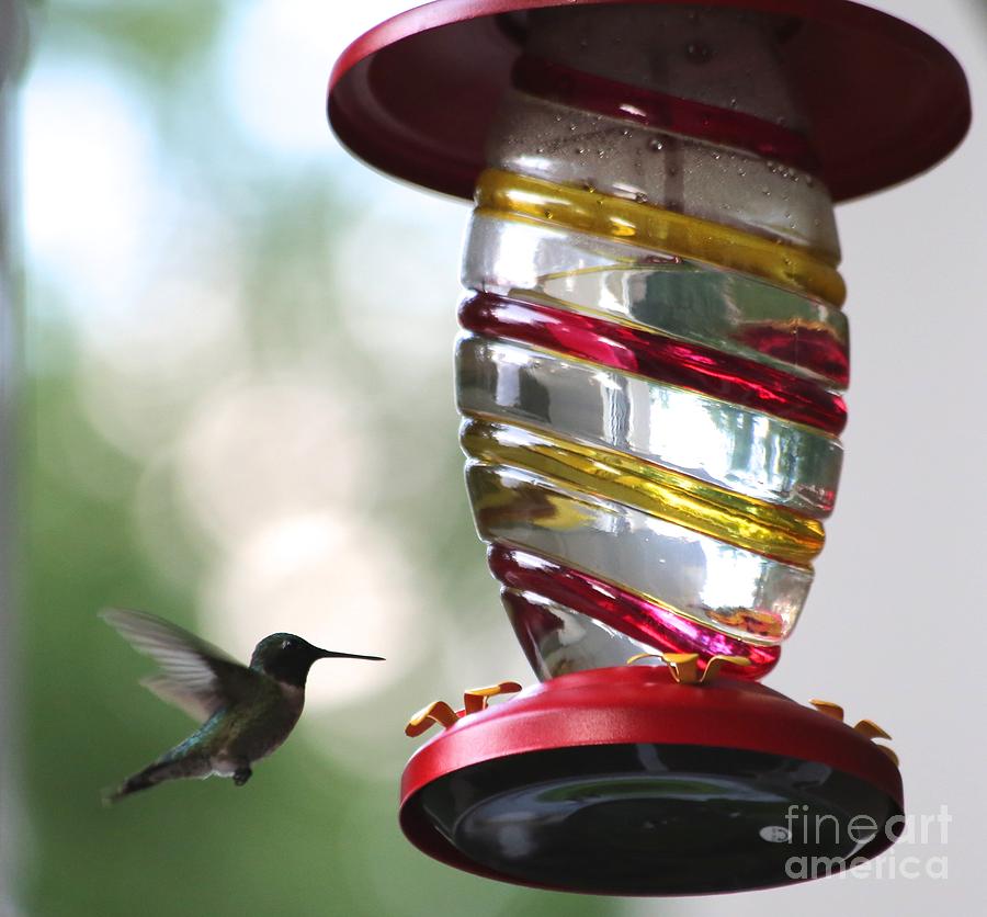 Hummingbird Photograph by Colleen Mars - Fine Art America