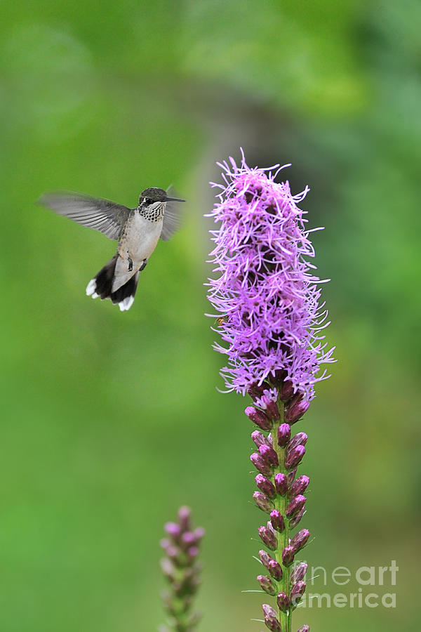 Hummingbird coming up on flower Photograph by Dan Friend