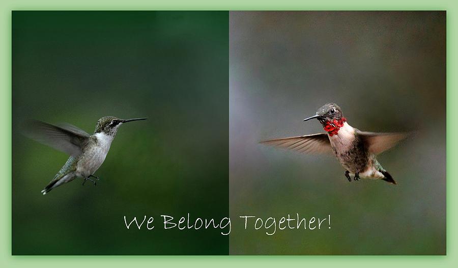 Hummingbird Couple Photograph by Rosanne Jordan - Fine Art America